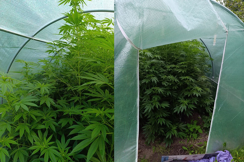 nielegalne uprawy marihuany