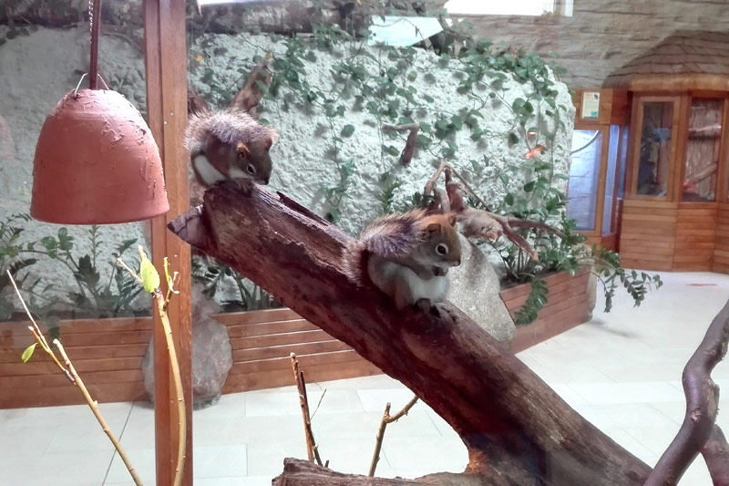 zwierzęta w Zoo Tuchlino