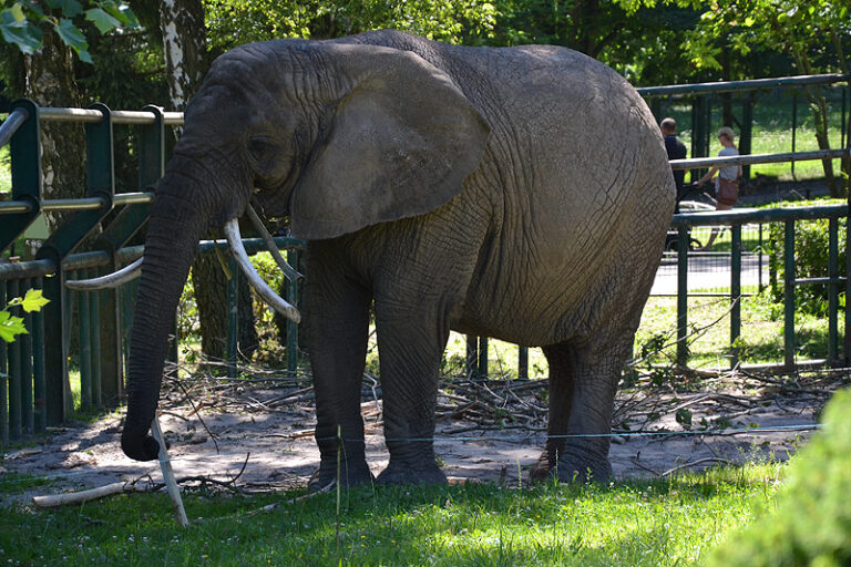 słoń w gdańskim zoo