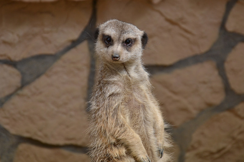 Surykatka szara w gdańskim zoo