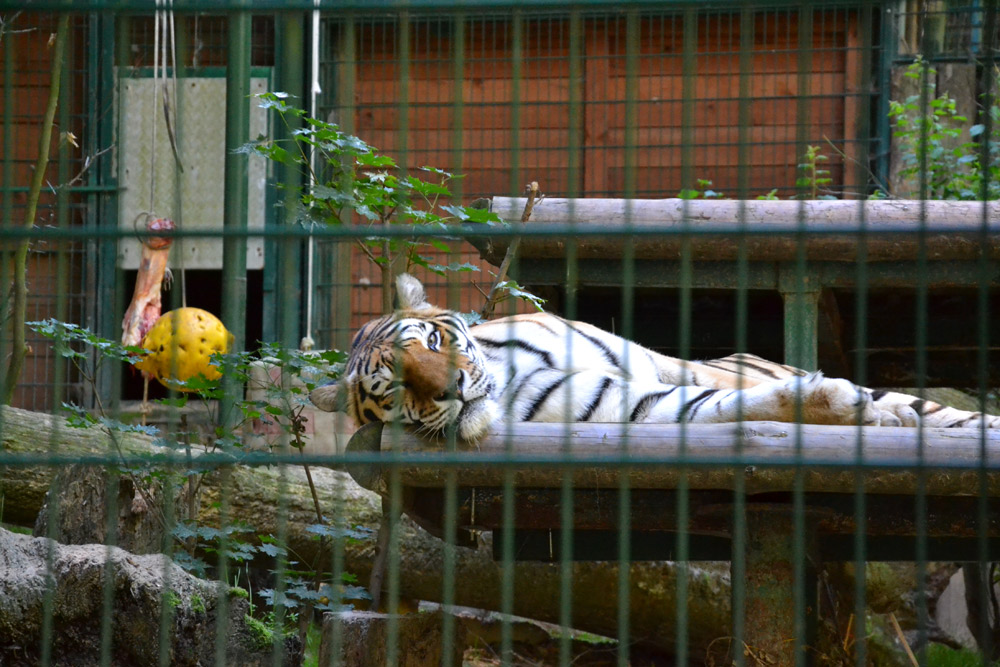 tygrys  w gdańskim zoo
