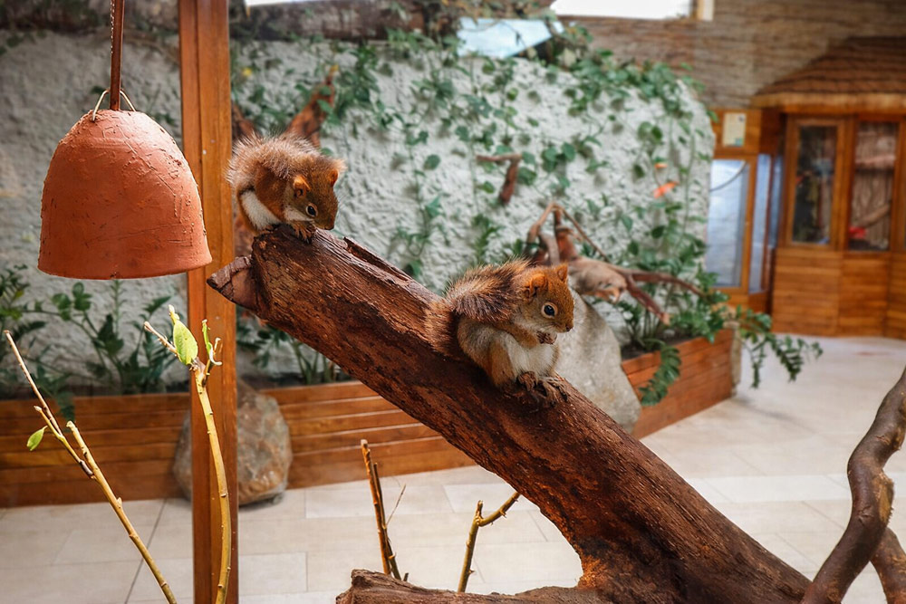 mini zoo w Tuchlinie