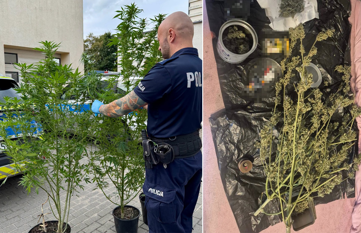Zamiast firanek na karniszu suszyła się marihuana